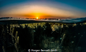 Over/Under of a sargassum forest in Saudi Arabia. by Morgan Bennett-Smith 